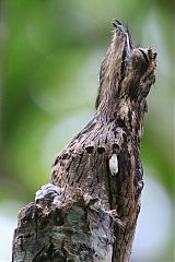 Common Potoo